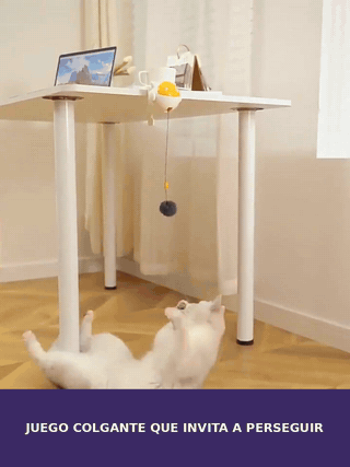 MichiMotion en movimiento con un gato jugando